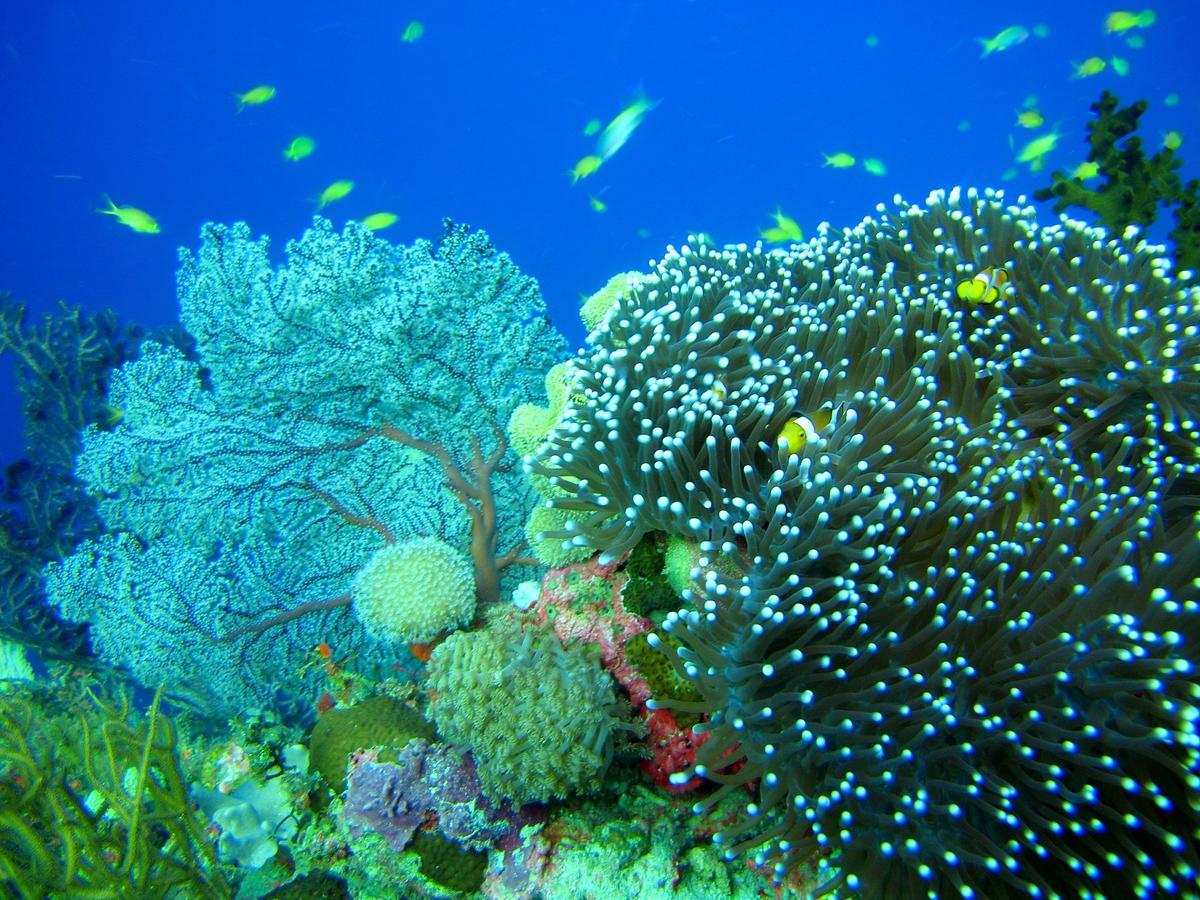 Cabilao Sunset Dive & Beach Resort Loon Zewnętrze zdjęcie